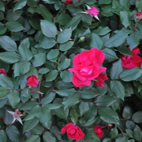 Meet your Posher, Amit - Picture 1 of 1